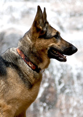 LupinePet Originals Shadow Hunter collar close-up shows welded D-ring and strong stitching