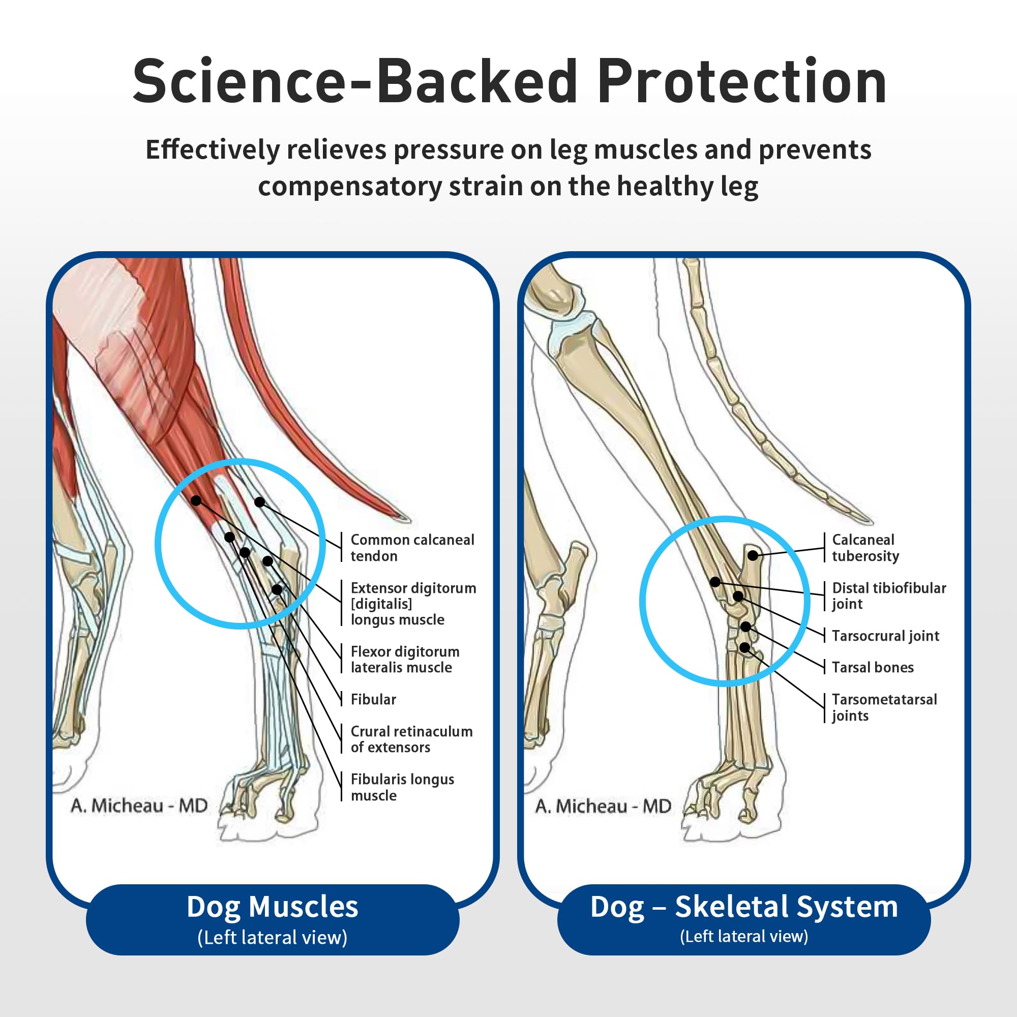 Lushnessu dog wearing brace to illustrate comfortable fit in daily use.
