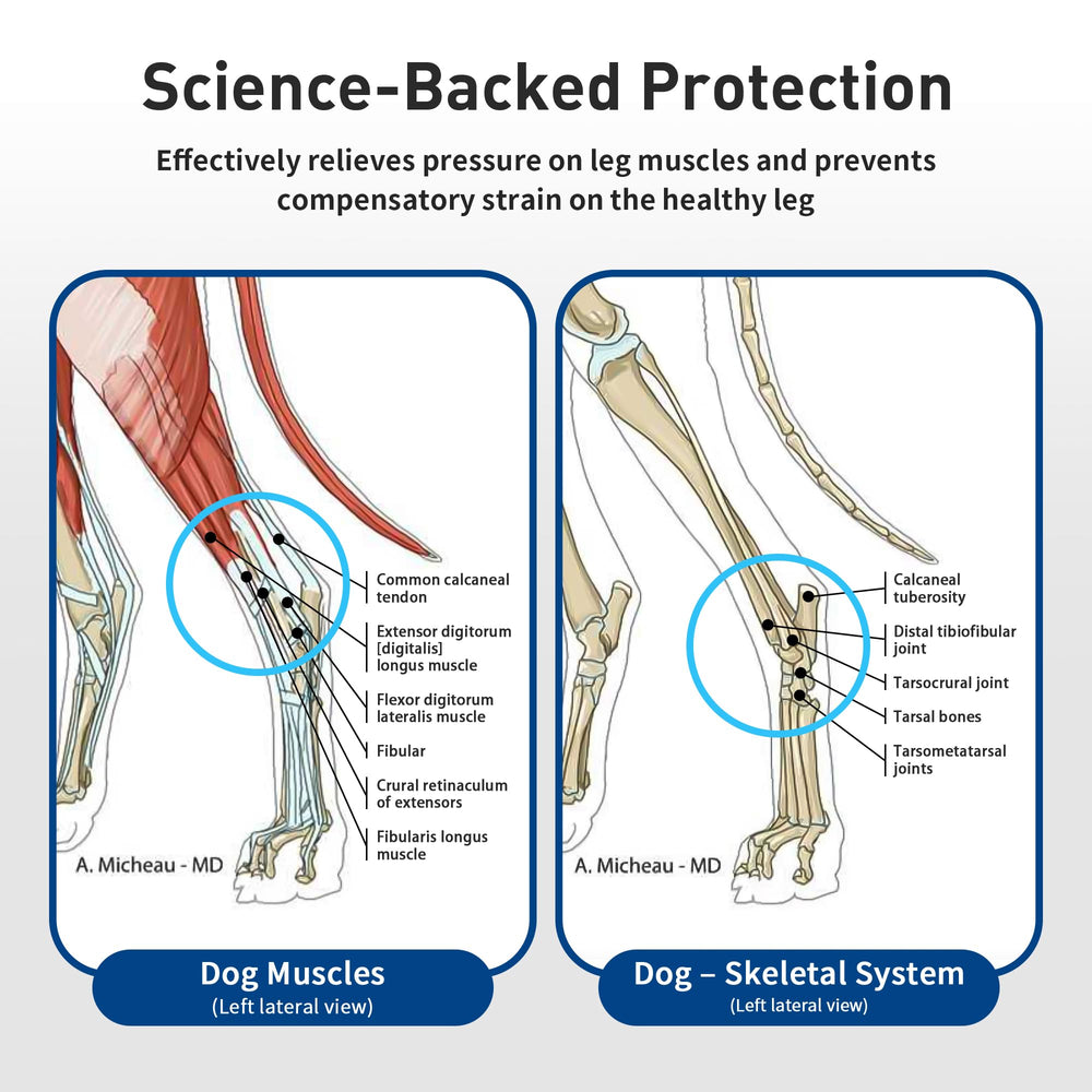 Lushnessu dog wearing brace to illustrate comfortable fit in daily use.