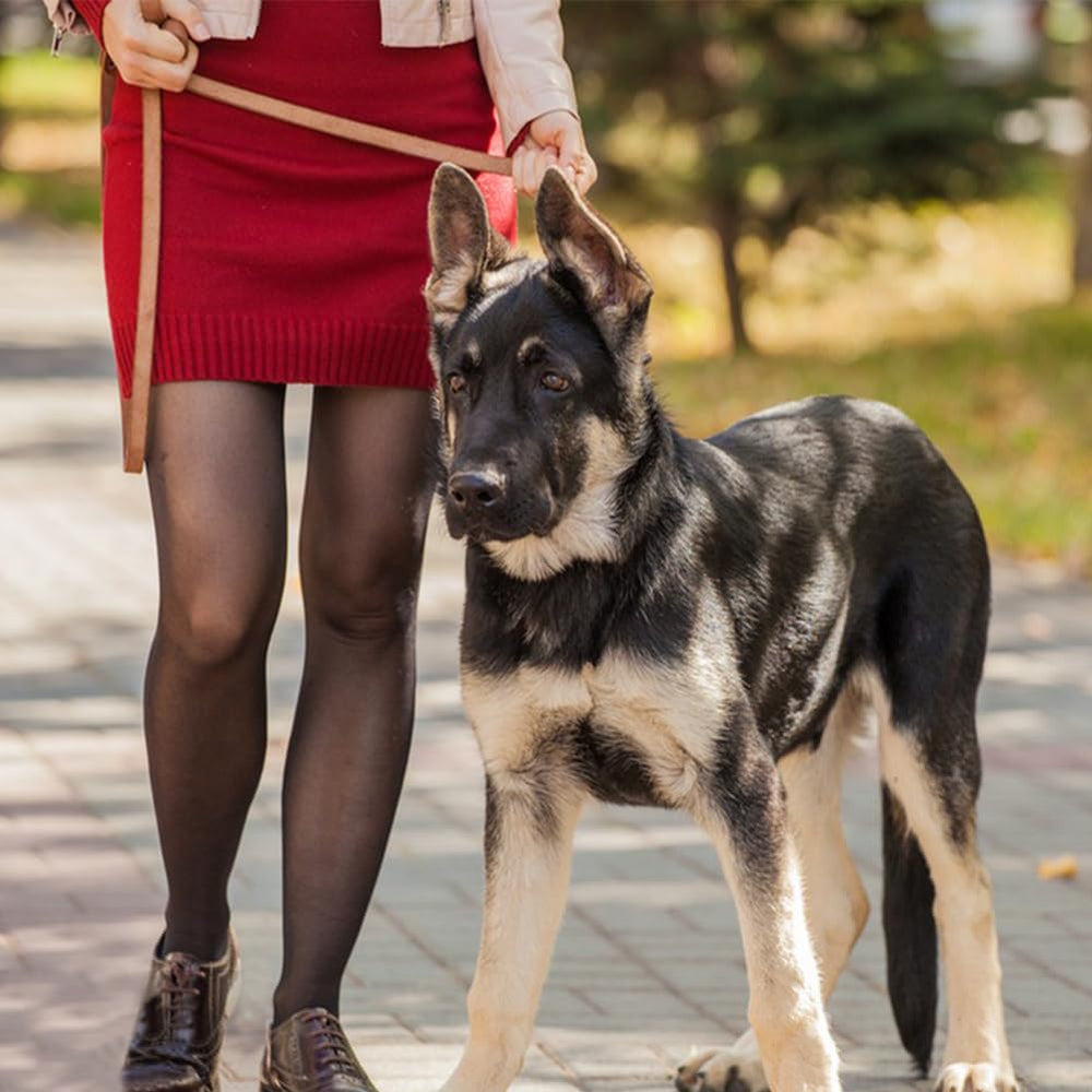 LWBMG leather dog leash fits large, medium, and small breeds.