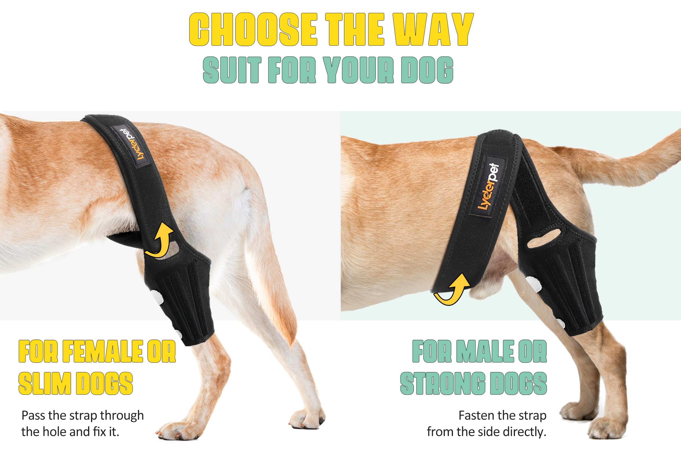 Lyderpet dog knee brace in use provides joint support during leash walks