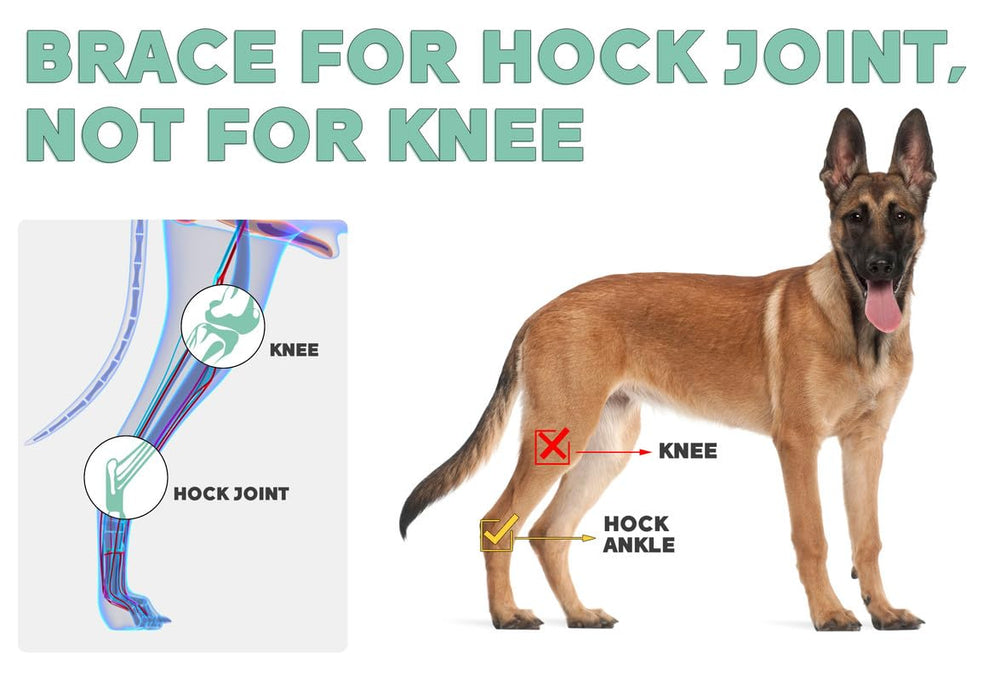 Lyderpet dog leg brace in recovery use provides gentle rear-leg support.