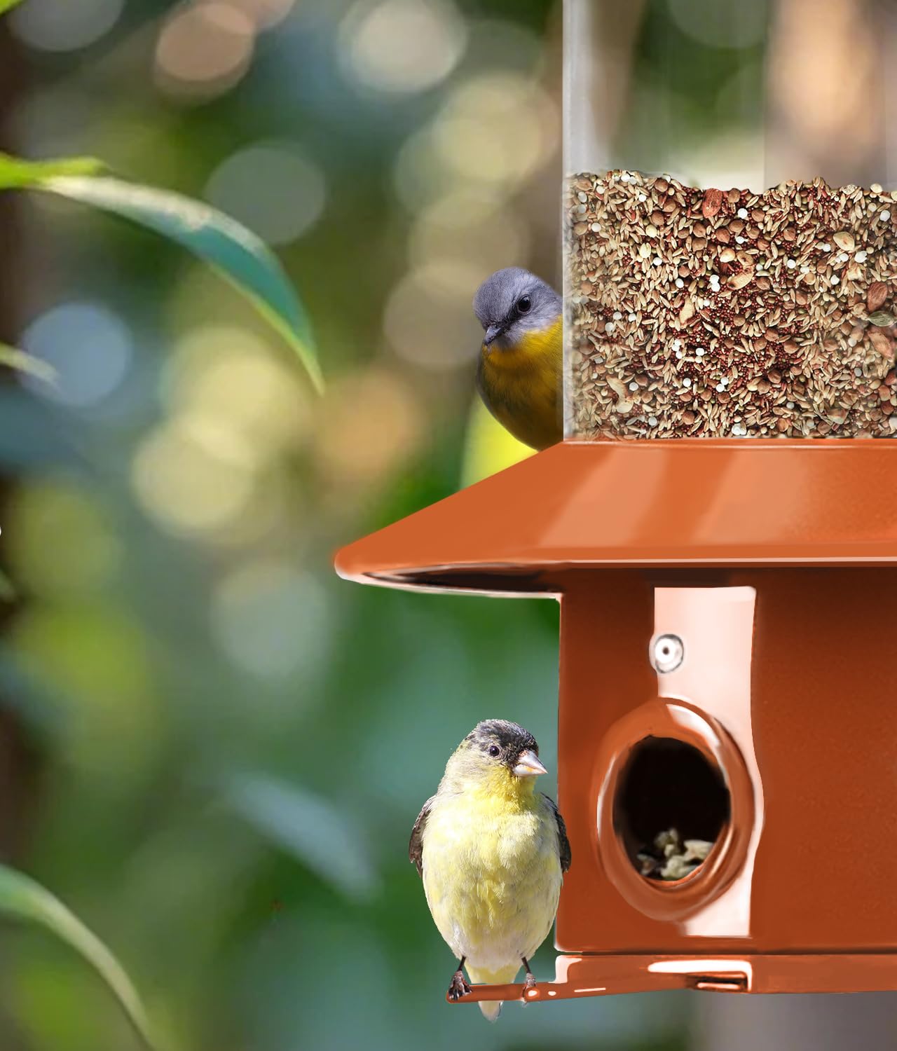 LYKENTOR large-capacity feeder holds 4.8 lb seeds for fewer refills