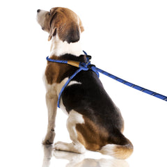 Lynxking No Pull Harness blue strap reduces pulling for calmer everyday walks.