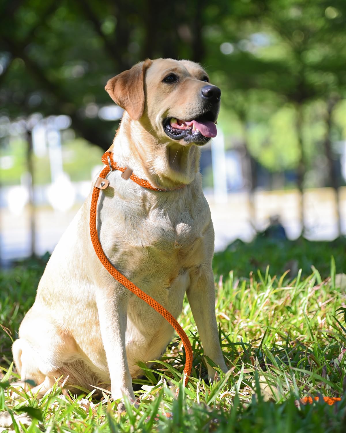 Lynxking heavy-duty hiking leash stands up to outdoor adventures with confidence