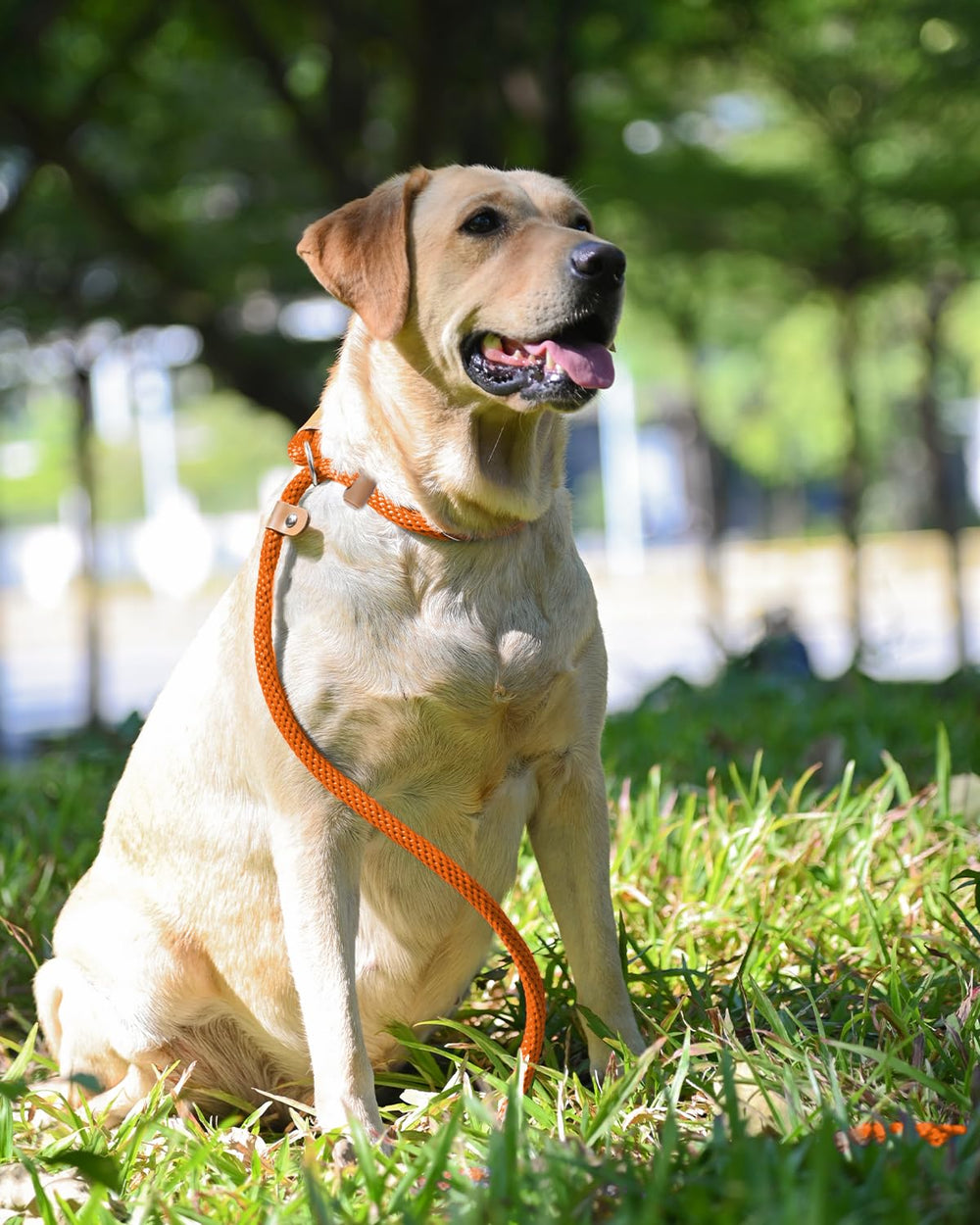 Lynxking heavy-duty hiking leash stands up to outdoor adventures with confidence