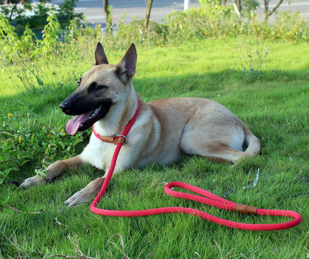 Lynxking slip lead outdoor-walks ideal for daily use and training sessions.