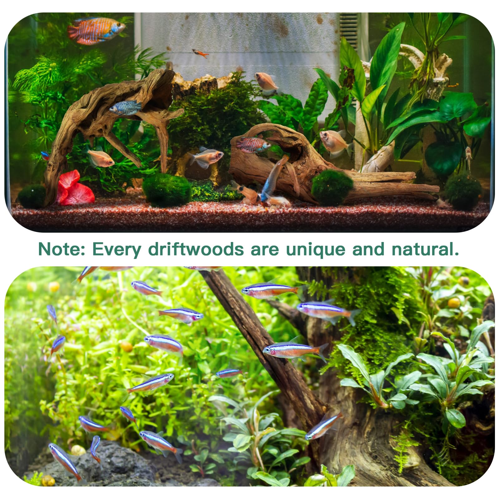 LYPHARD AQUARIUMS driftwood pair provides natural shelters for fish in a spacious tank