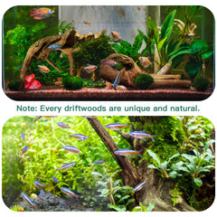 LYPHARD AQUARIUMS driftwood pair provides natural shelters for fish in a spacious tank