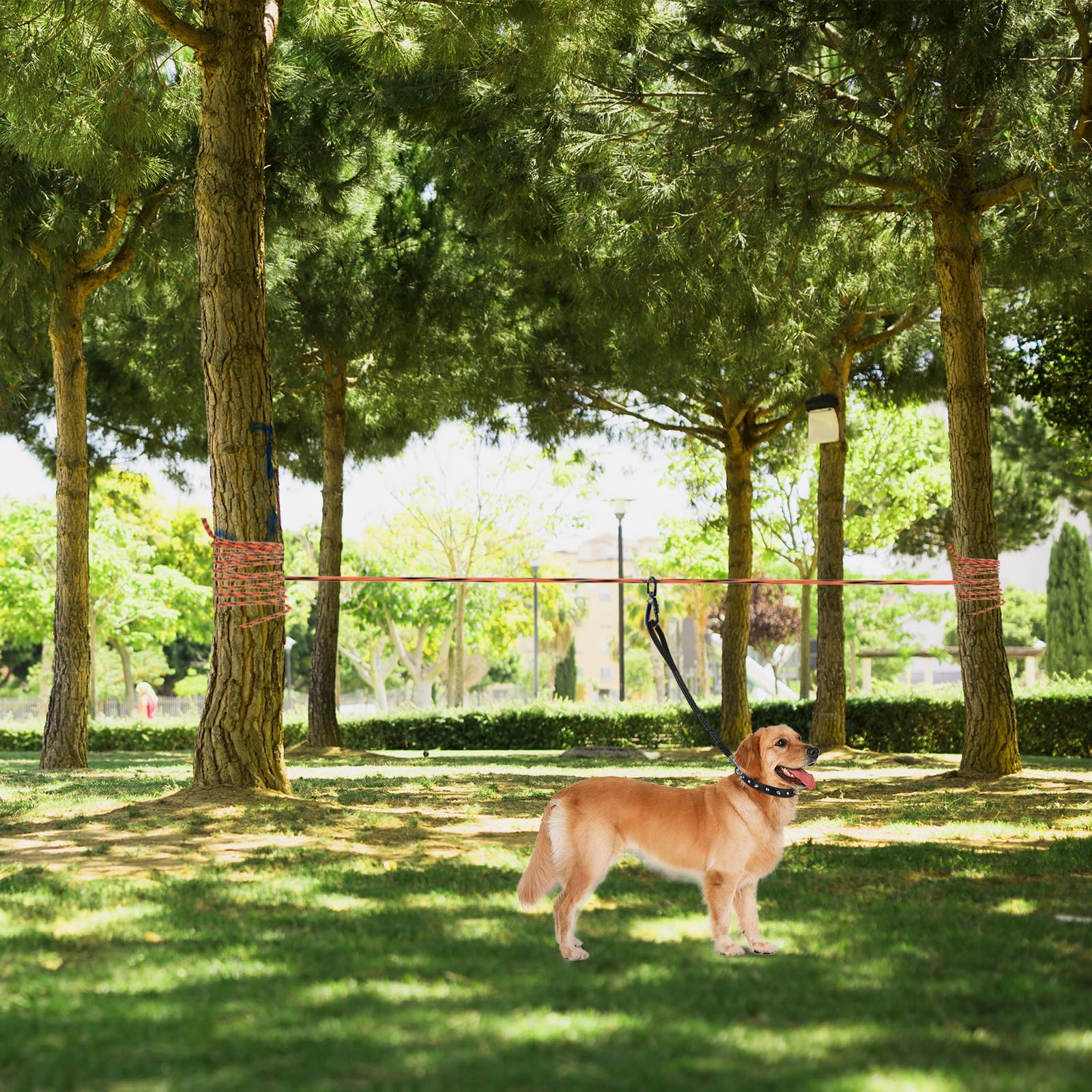 LZ.MZXU dog outdoors in yard shows safe supervised freedom.