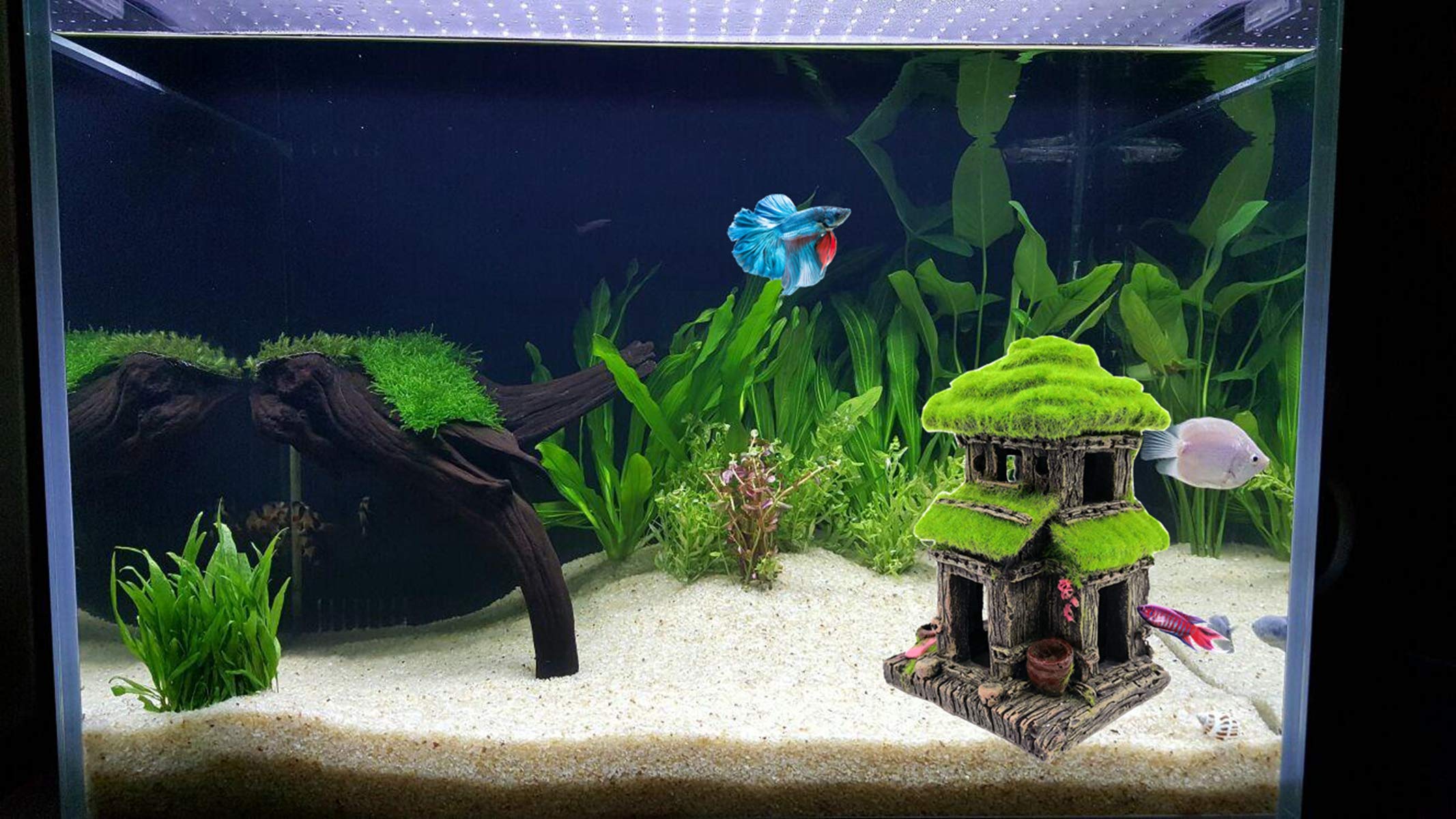 M2cbridge eco-friendly resin aquarium decor supports safe long-term use