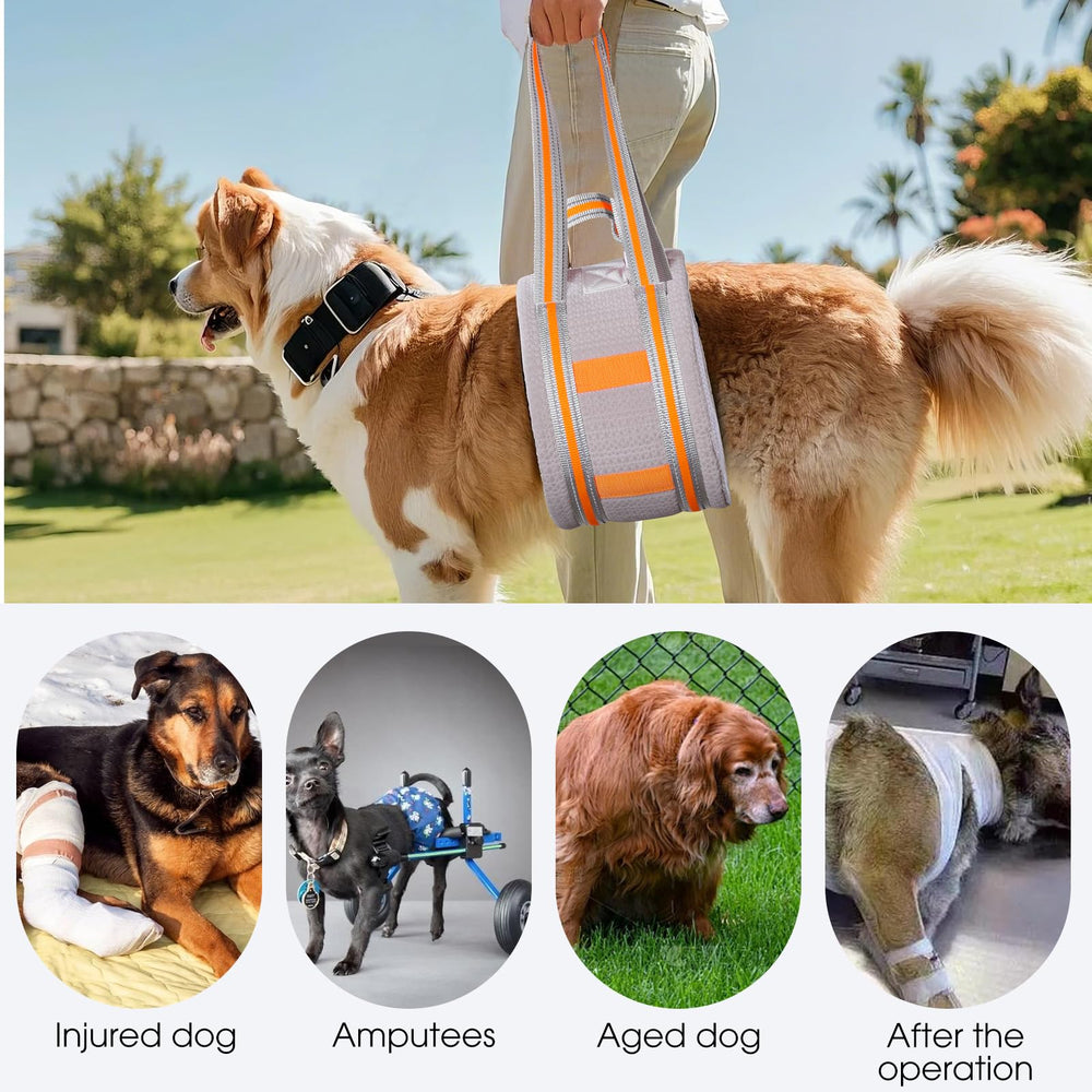 Macamolly dog-lift used on stairs for safer stepping