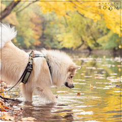 MADE TO ROAM Explorer Harness adjustment detail enables a precise, comfortable fit