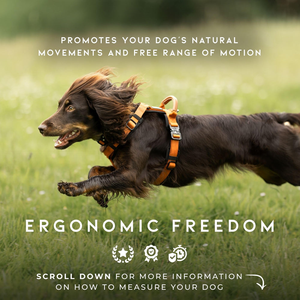 MADE TO ROAM Explorer Harness leather handle adds secure control during walks.
