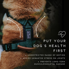 MADE TO ROAM Explorer Harness with leather handle for controlled support on trails.