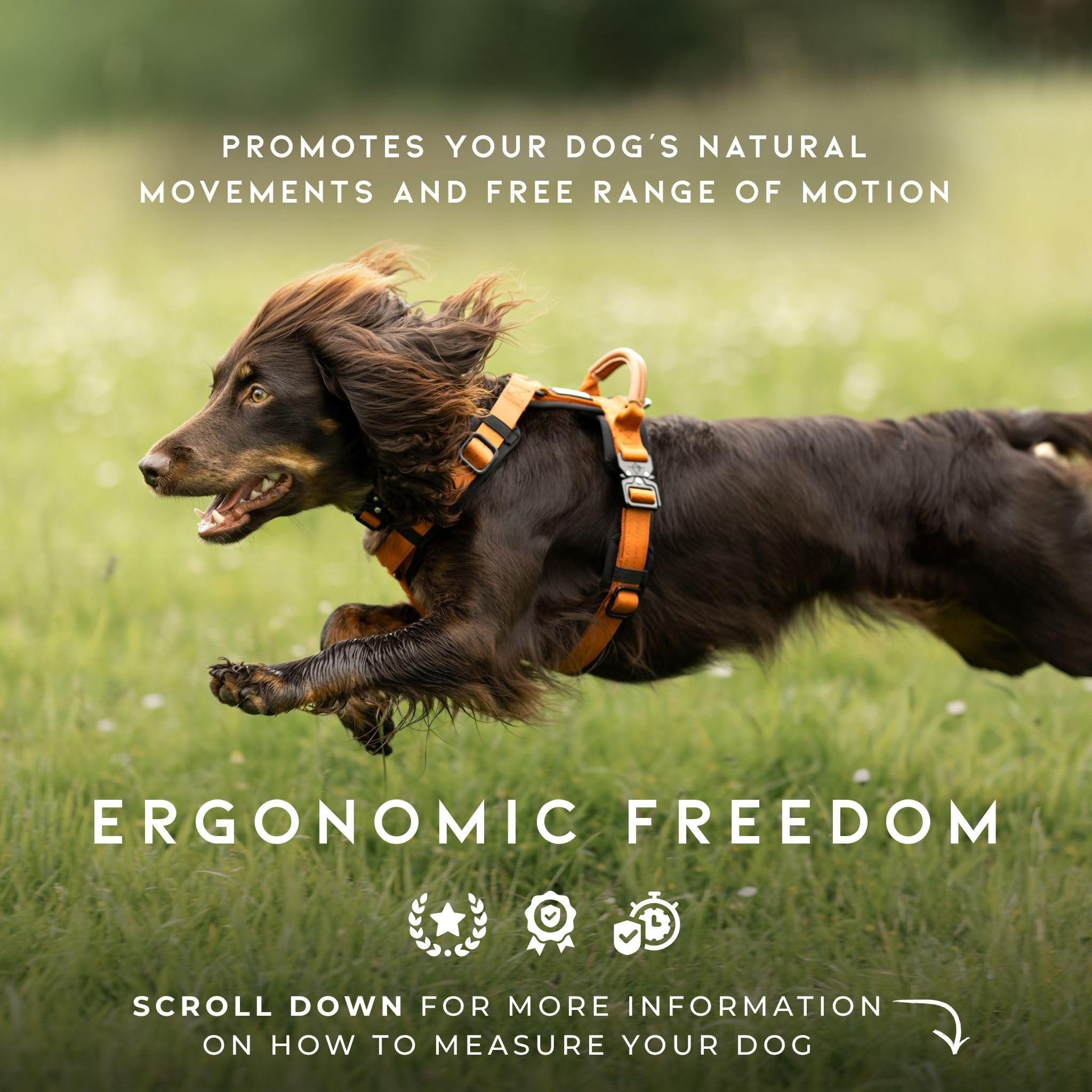 MADE TO ROAM Explorer Harness features metal buckles and D-ring for secure leash attachment.