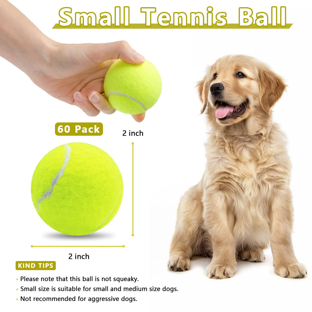 Magicorange dog catching tennis ball midair during training