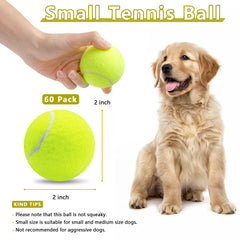 Magicorange dog catching tennis ball midair during training