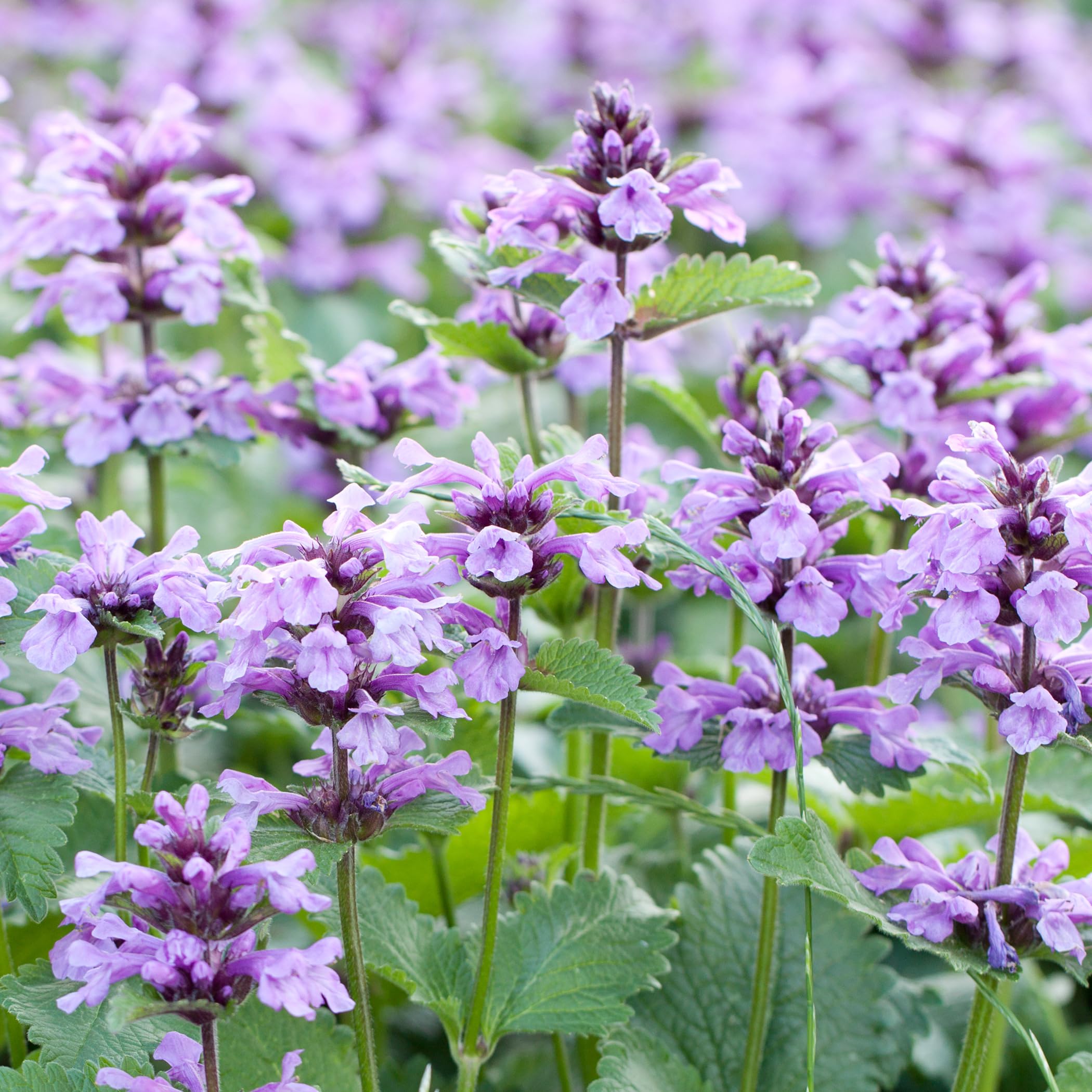 MagJo Naturals family farm partners, diverse growers supporting quality catnip