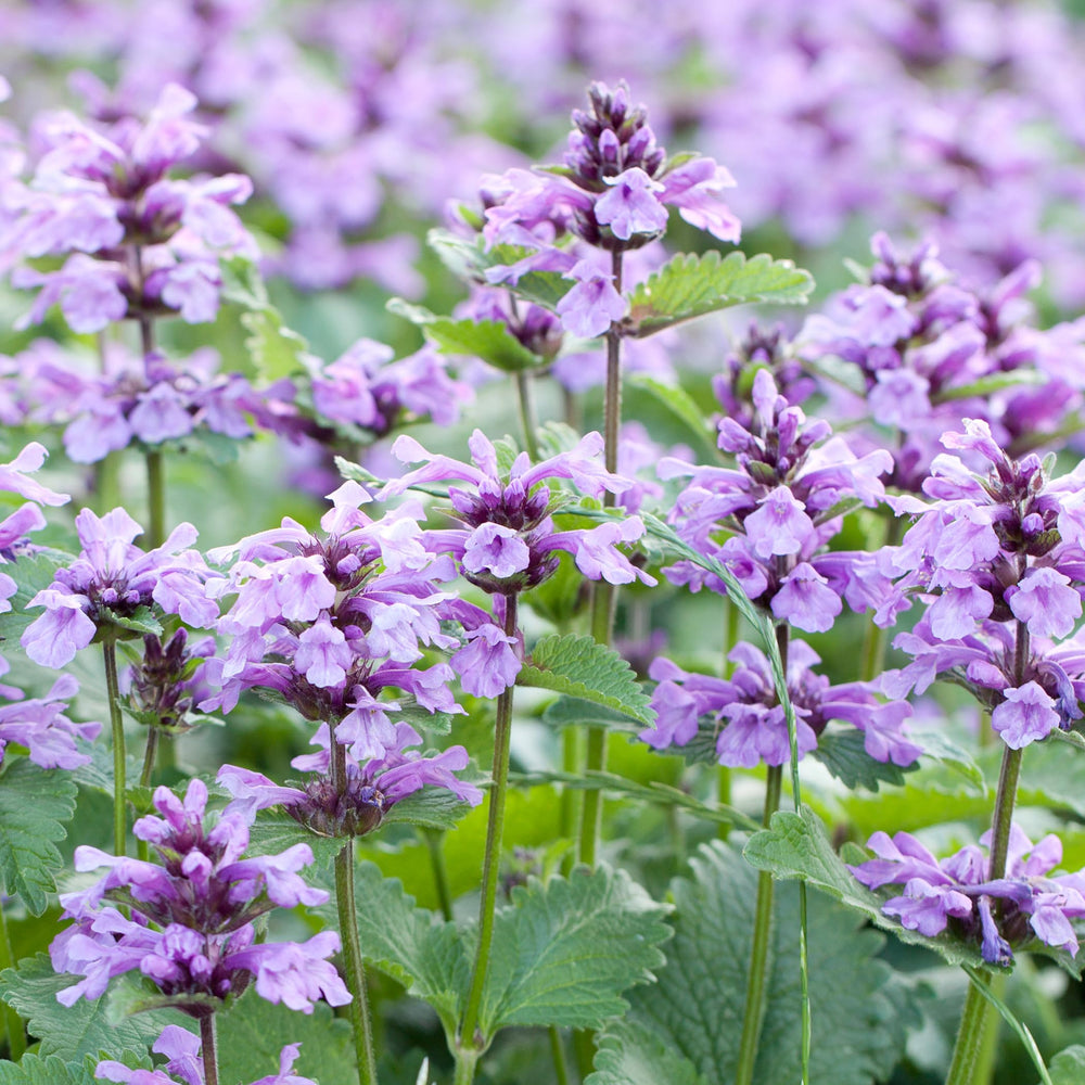 MagJo Naturals family farm partners, diverse growers supporting quality catnip