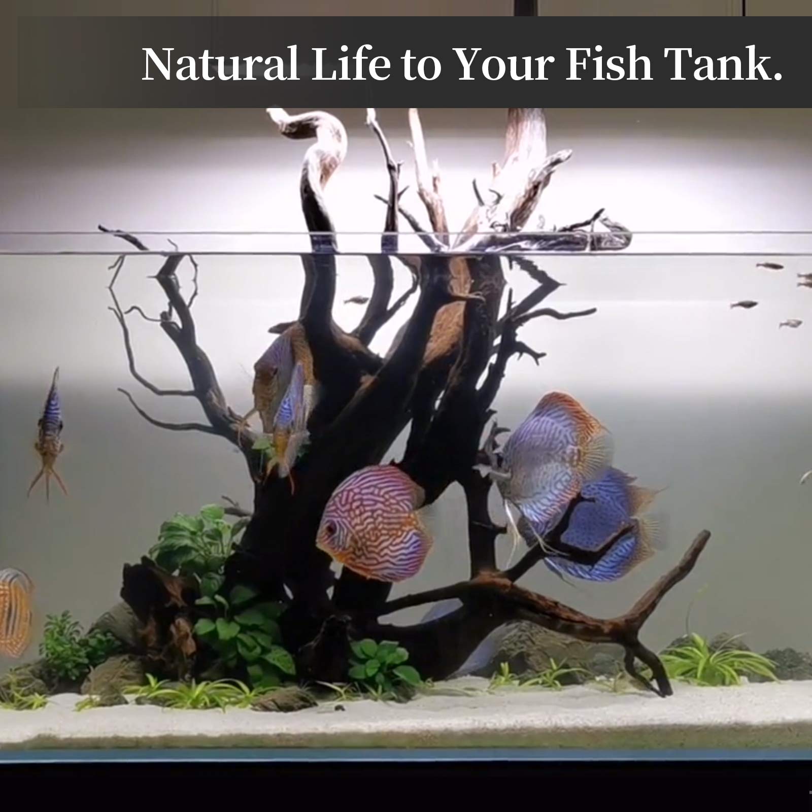 Majoywoo driftwood durable underwater wood withstands wet and dry setups.