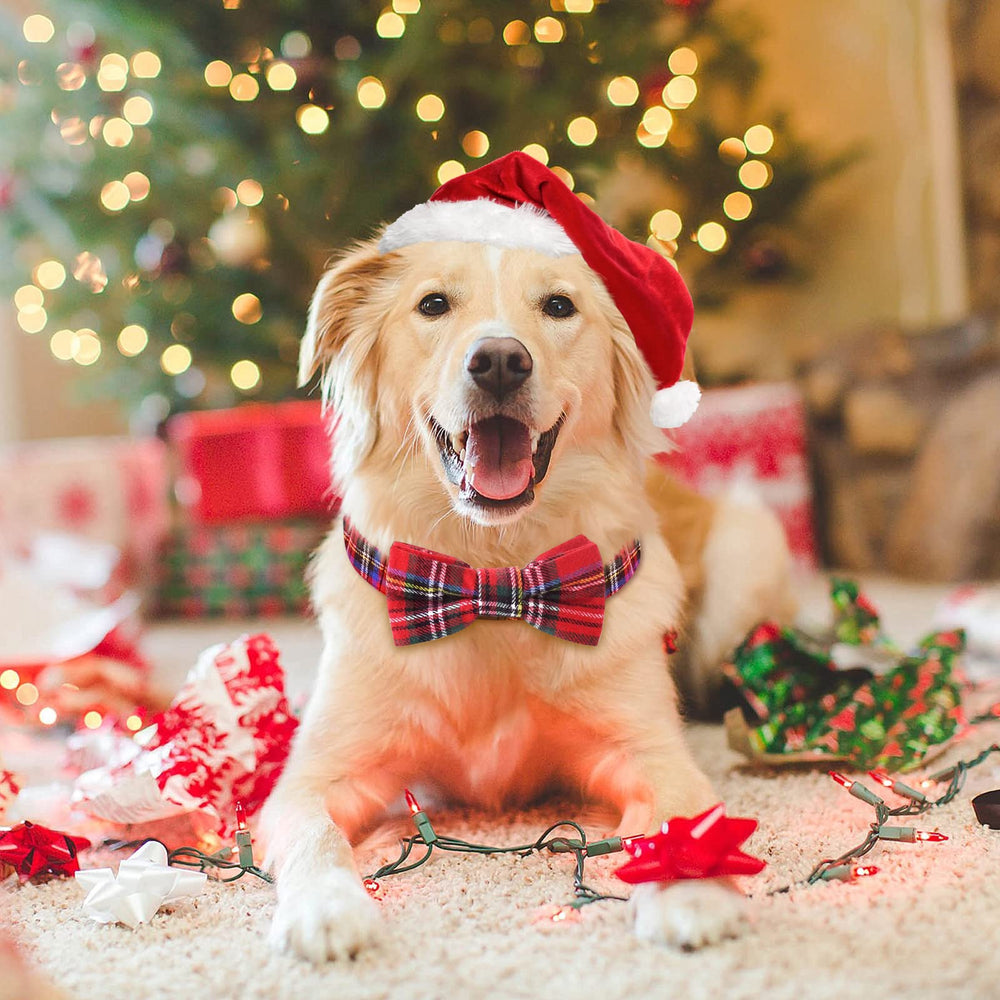 Malier dog-collar-bow-tie-worn-on-dog demonstrates comfortable daily wear