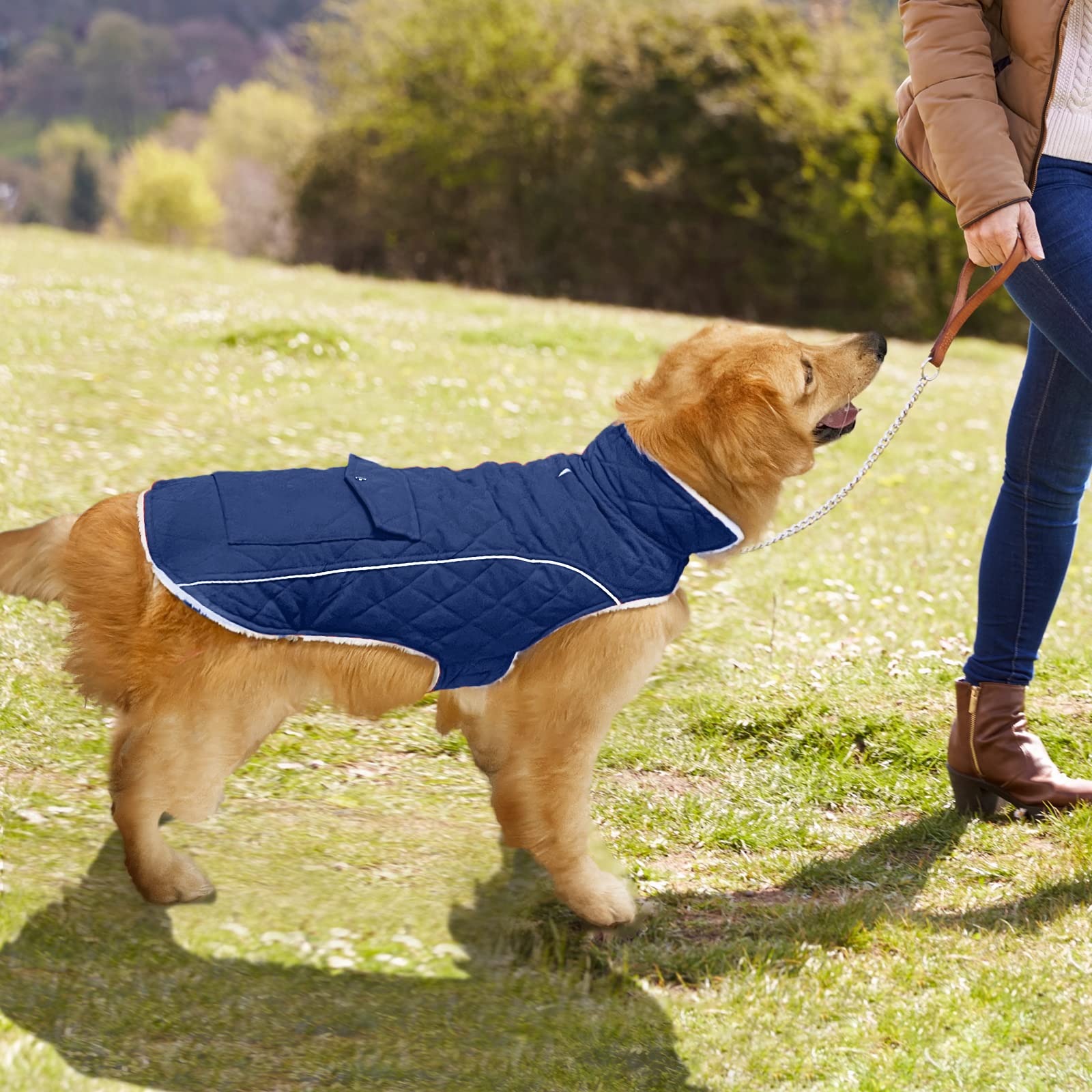 Malier dog winter coat blue color option for stylish cold weather