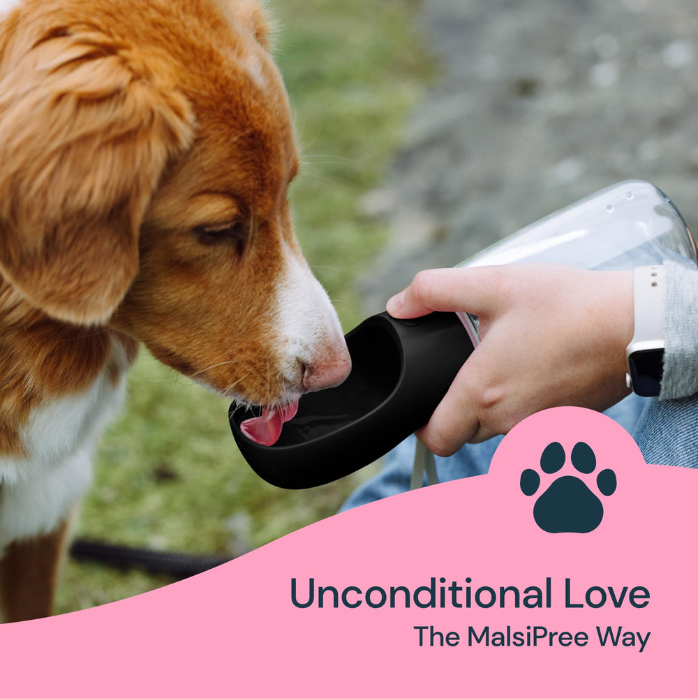 MalsiPree dog hydration on adventures demonstrates practical portability.