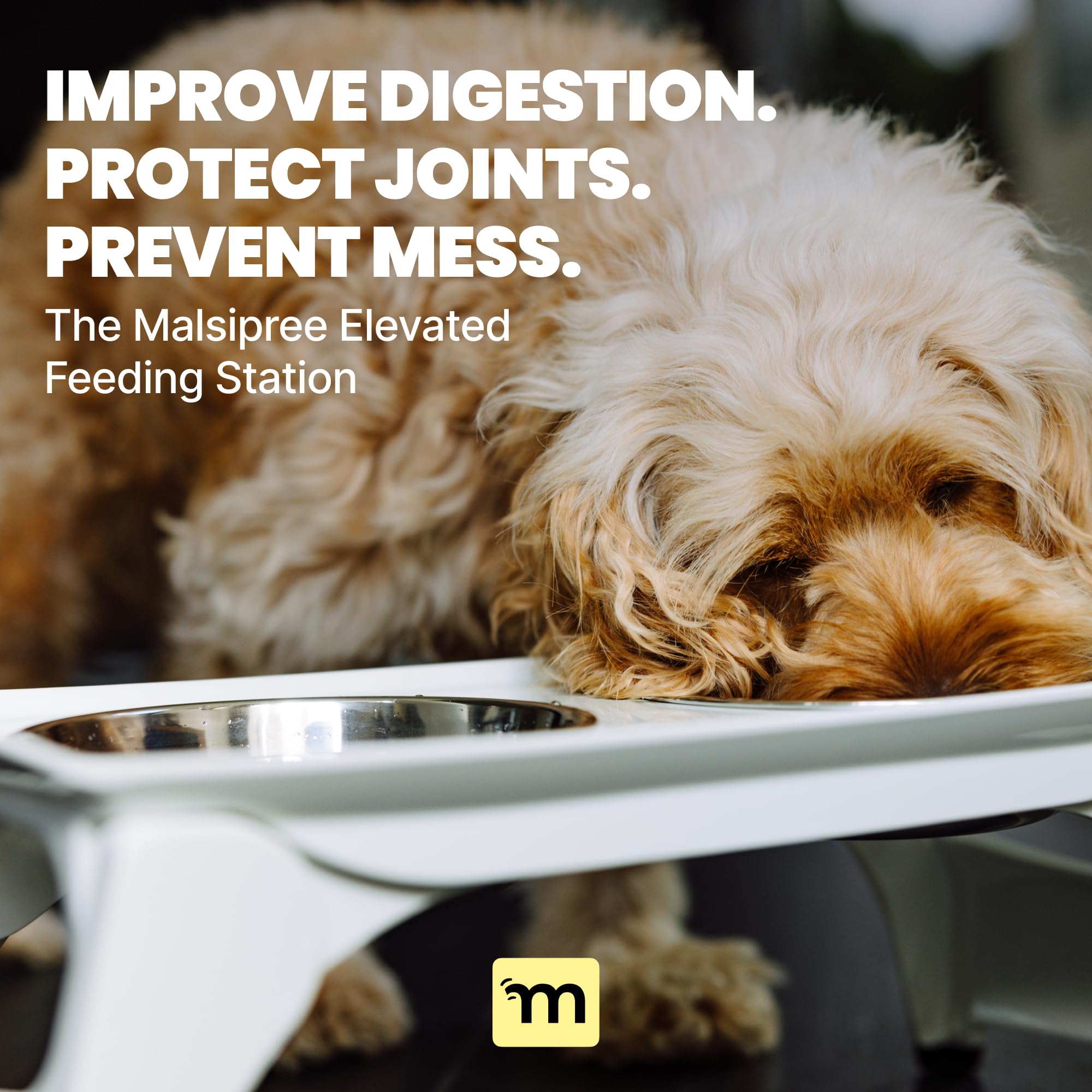 MalsiPree elevated feeder makes a thoughtful gift for new dog owners.