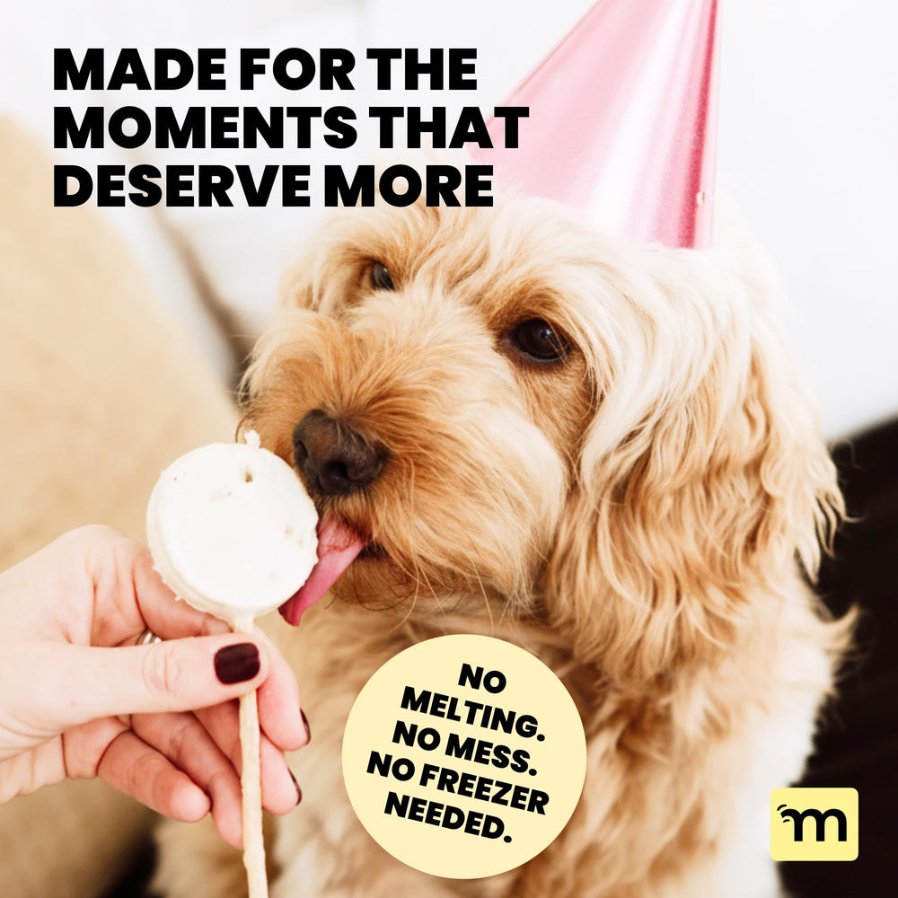 MalsiPree Lollipop dog birthday celebration scene, festive and celebratory.