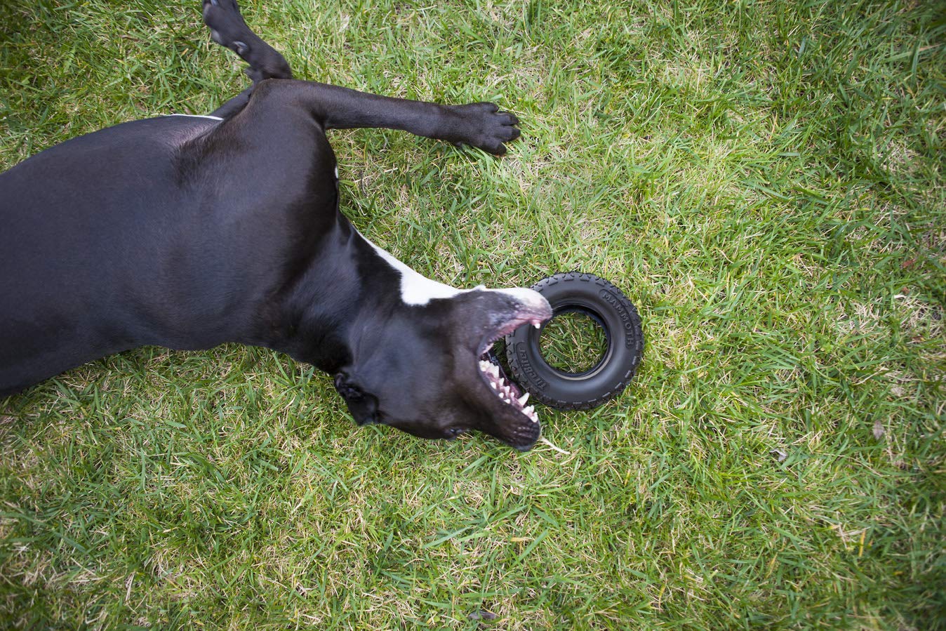 Mammoth TireBiterII large dog toy 7 inch designed for dogs over 80 pounds.