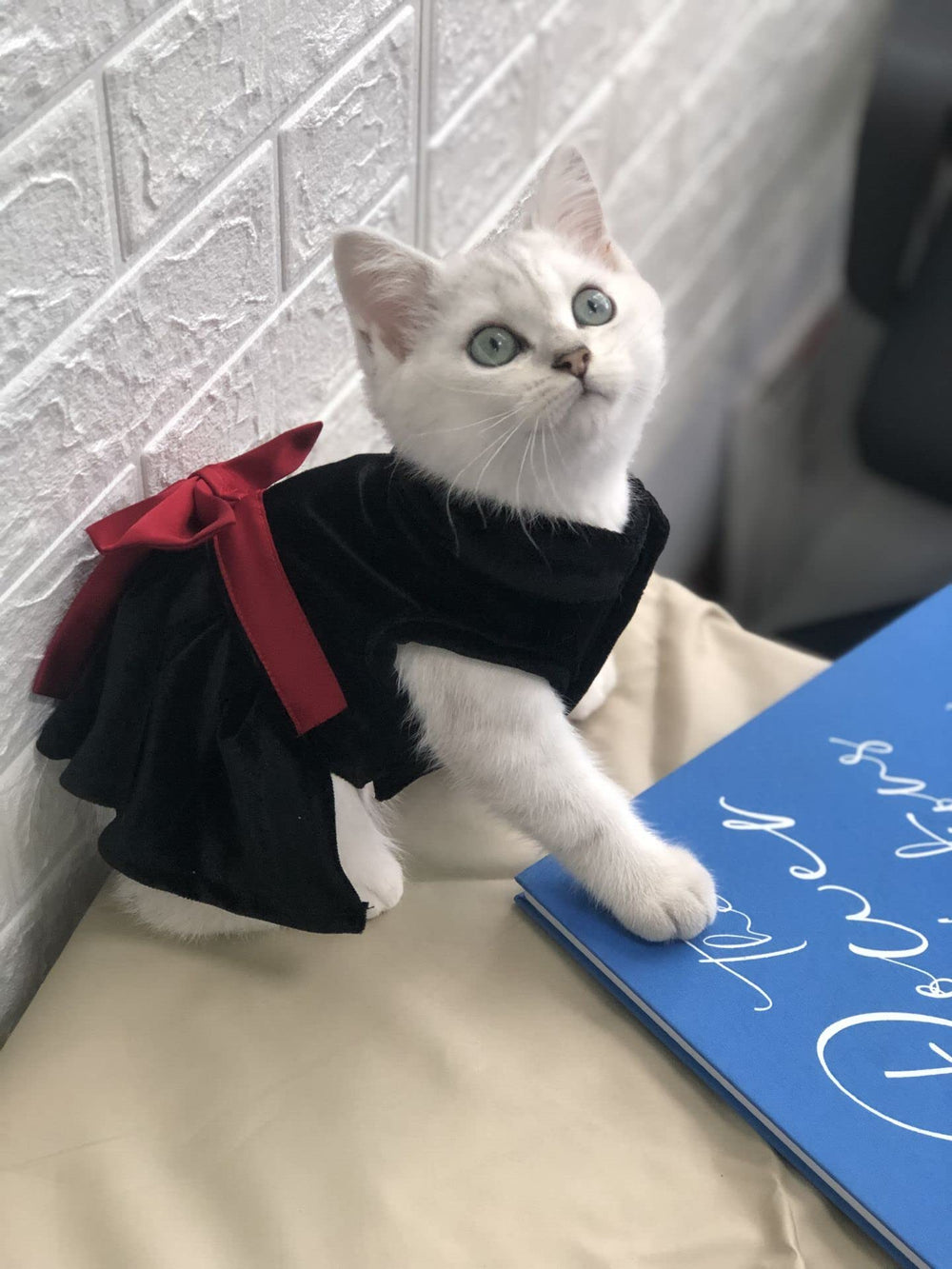 MAMORE birthday-party ready pet dress on model highlights festive appeal