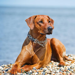 MAOWUWUJOZ Martingale collar reflective nylon aids safe night walks with visibility.