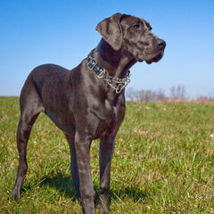 MAOWUWUJOZ Martingale collar with two D-rings enables easy training-to-standard transitions.