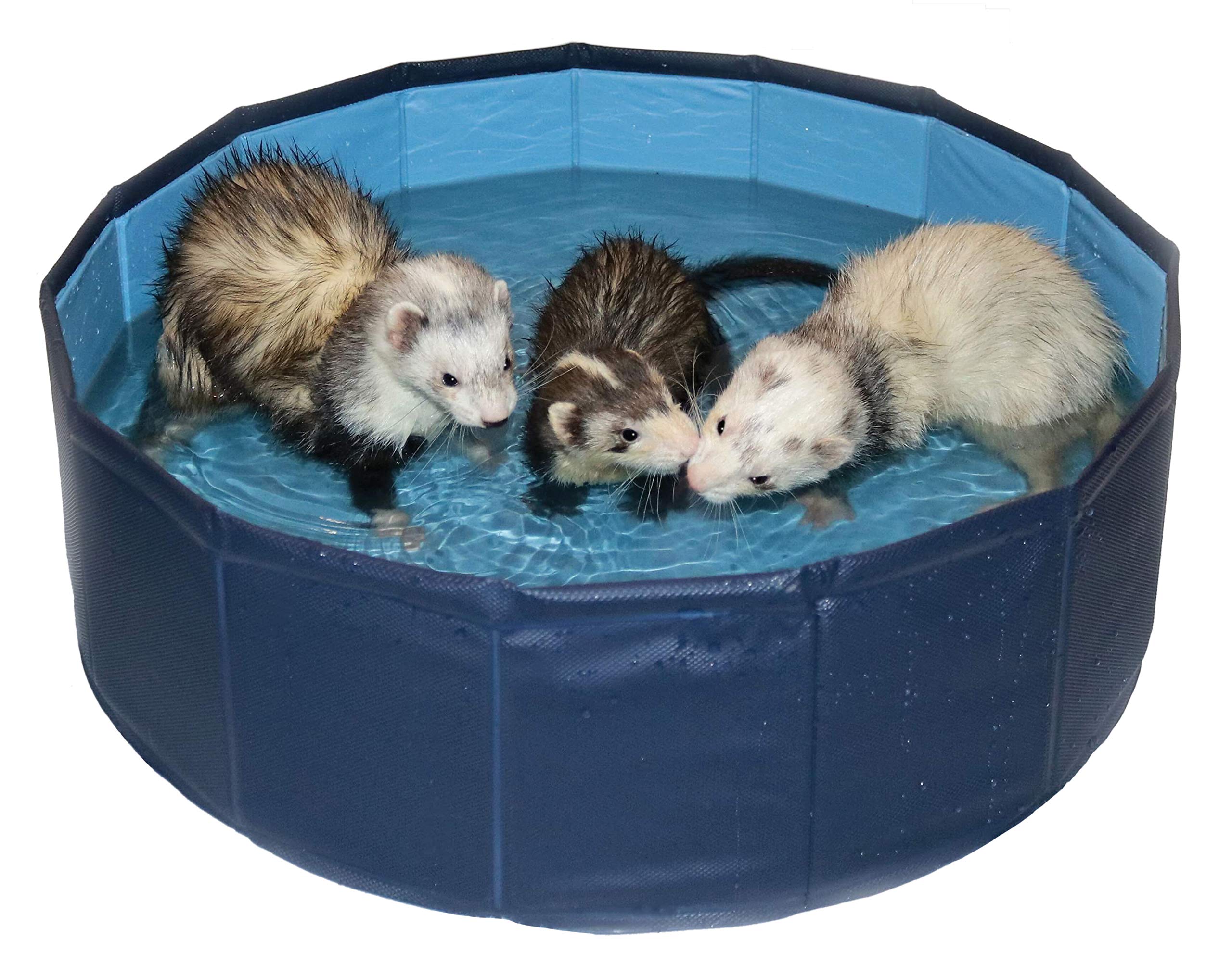 Marshall Pet Products Ferret Swimming Pool is foldable and portable for cooling play.