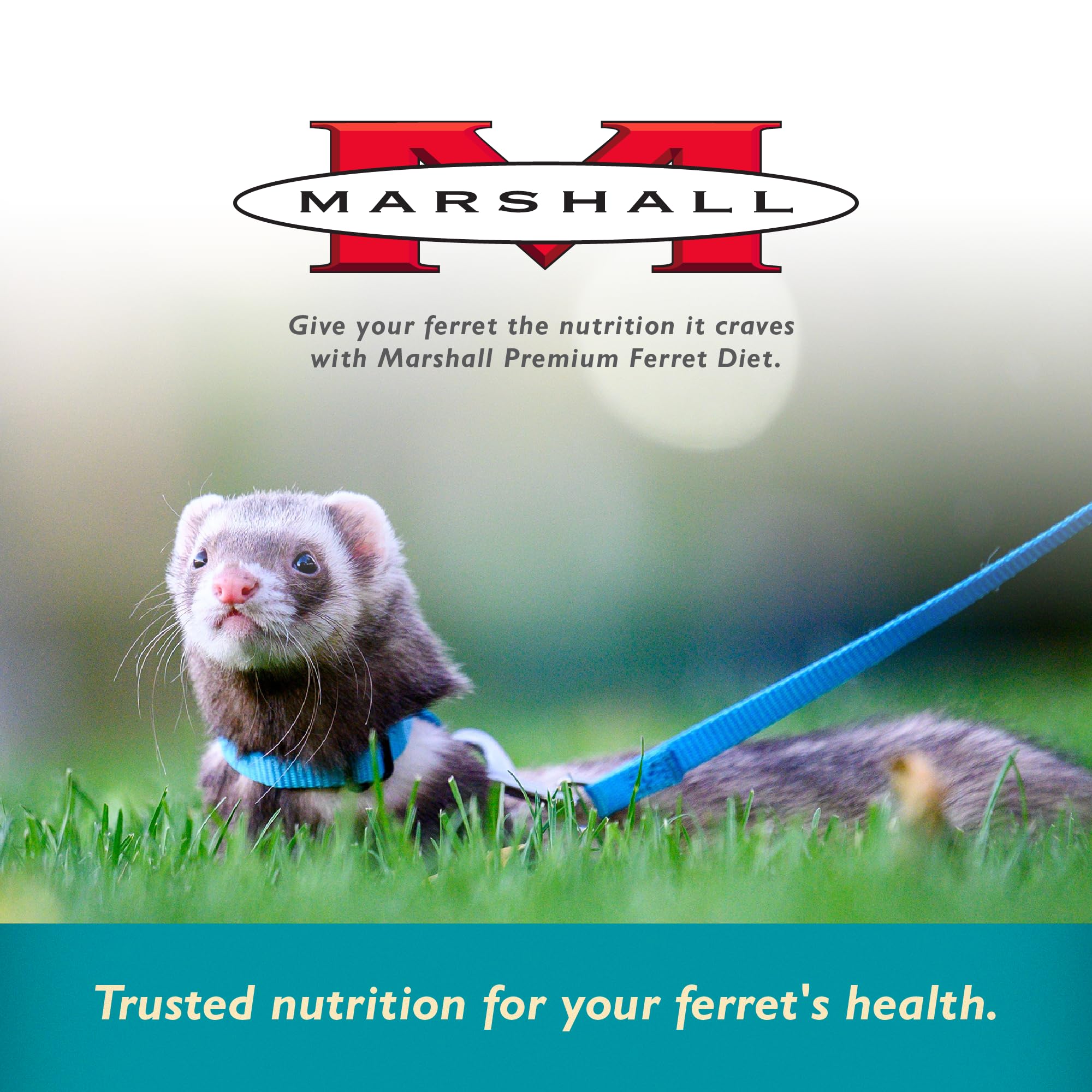 Marshall Pet Products Select Chicken Ferret Diet ferret-feeding scene illustrates an active, healthy pet.