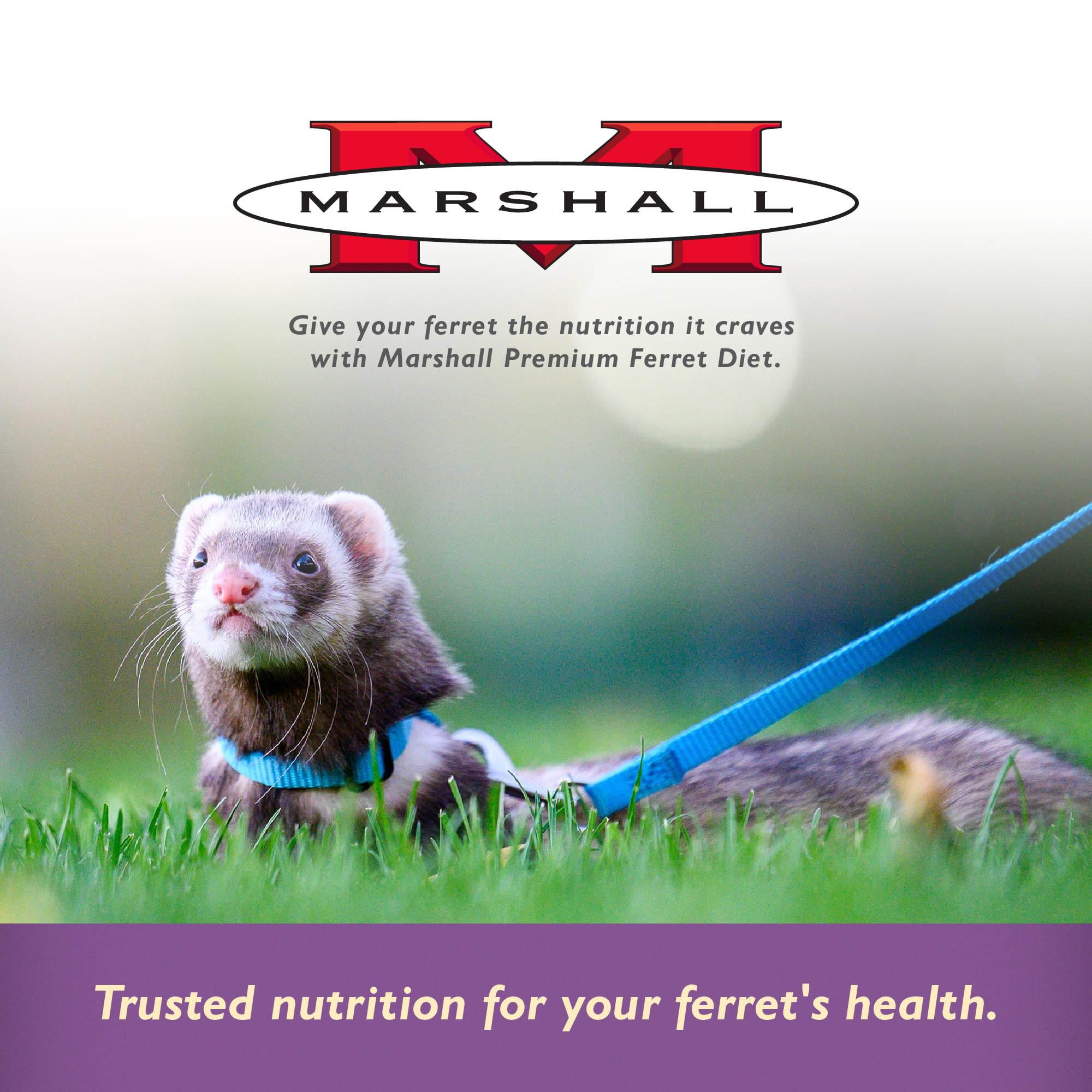 Marshall Premium Ferret Diet Senior Formula easy-feeding shot supports daily care routines.