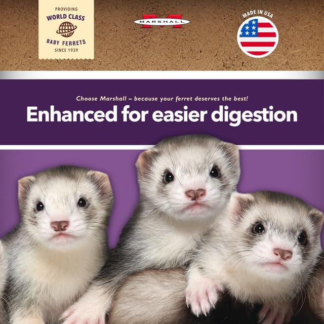 Marshall Premium Ferret Diet Senior Formula ferret portrait conveys vitality for aging pets.
