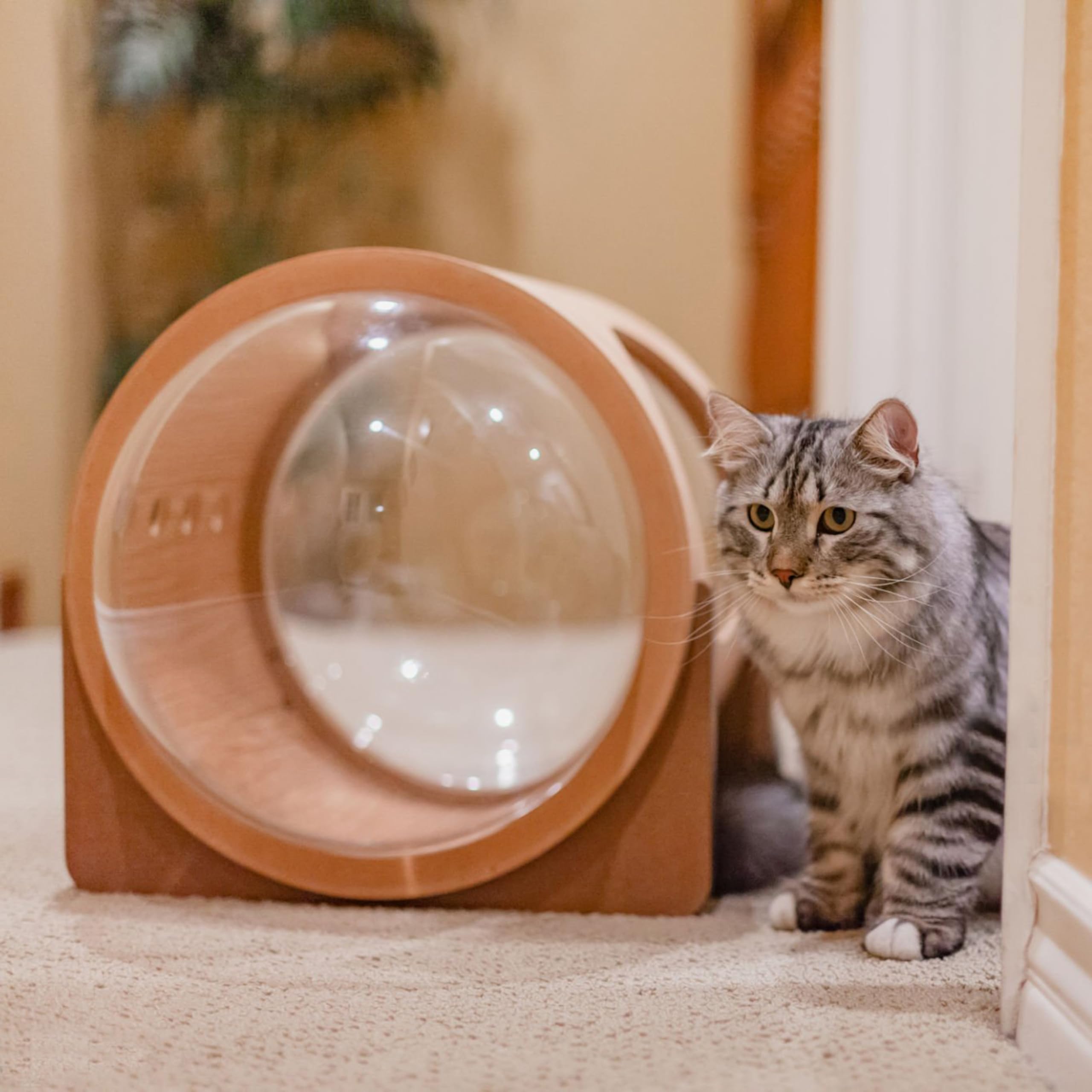 Marsrut DIY cat nest setup image invites cozy, customizable spaces
