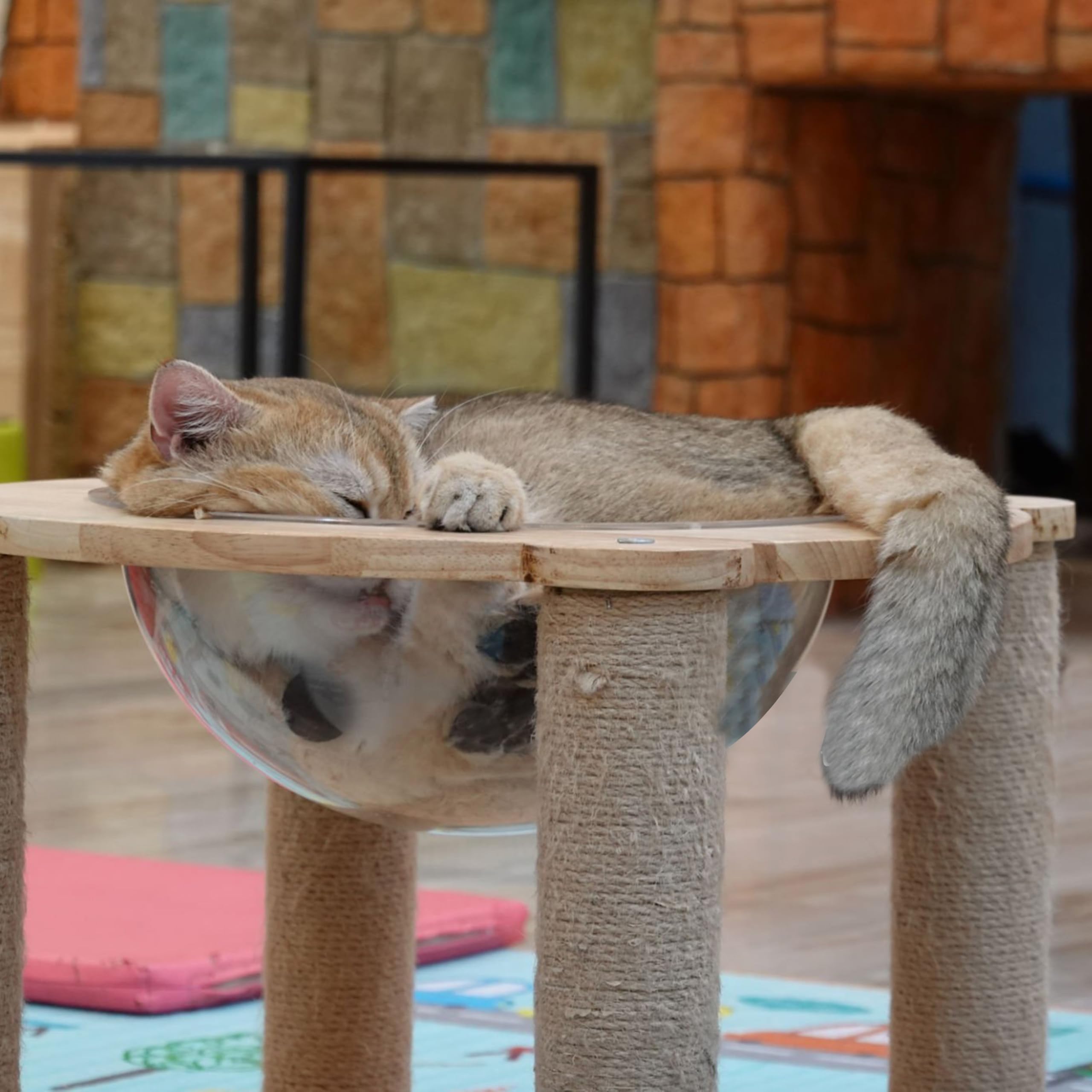 Marsrut premium acrylic material illustrates strong, warp-resistant cat perch