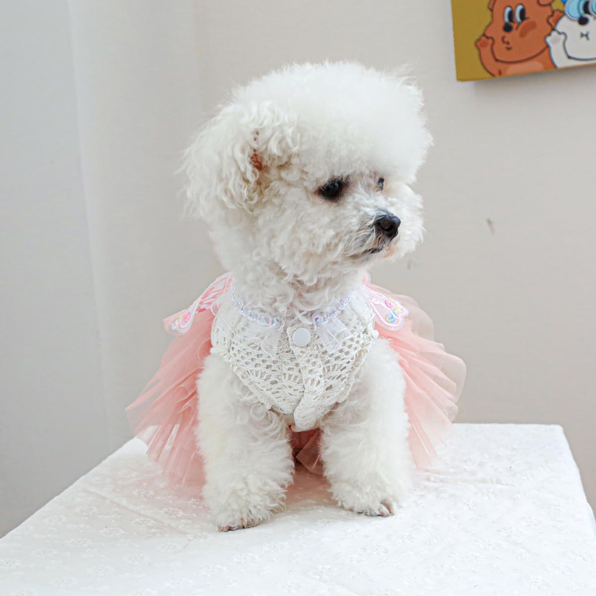MaruPet puppy dress walking cute party wear for memorable outings