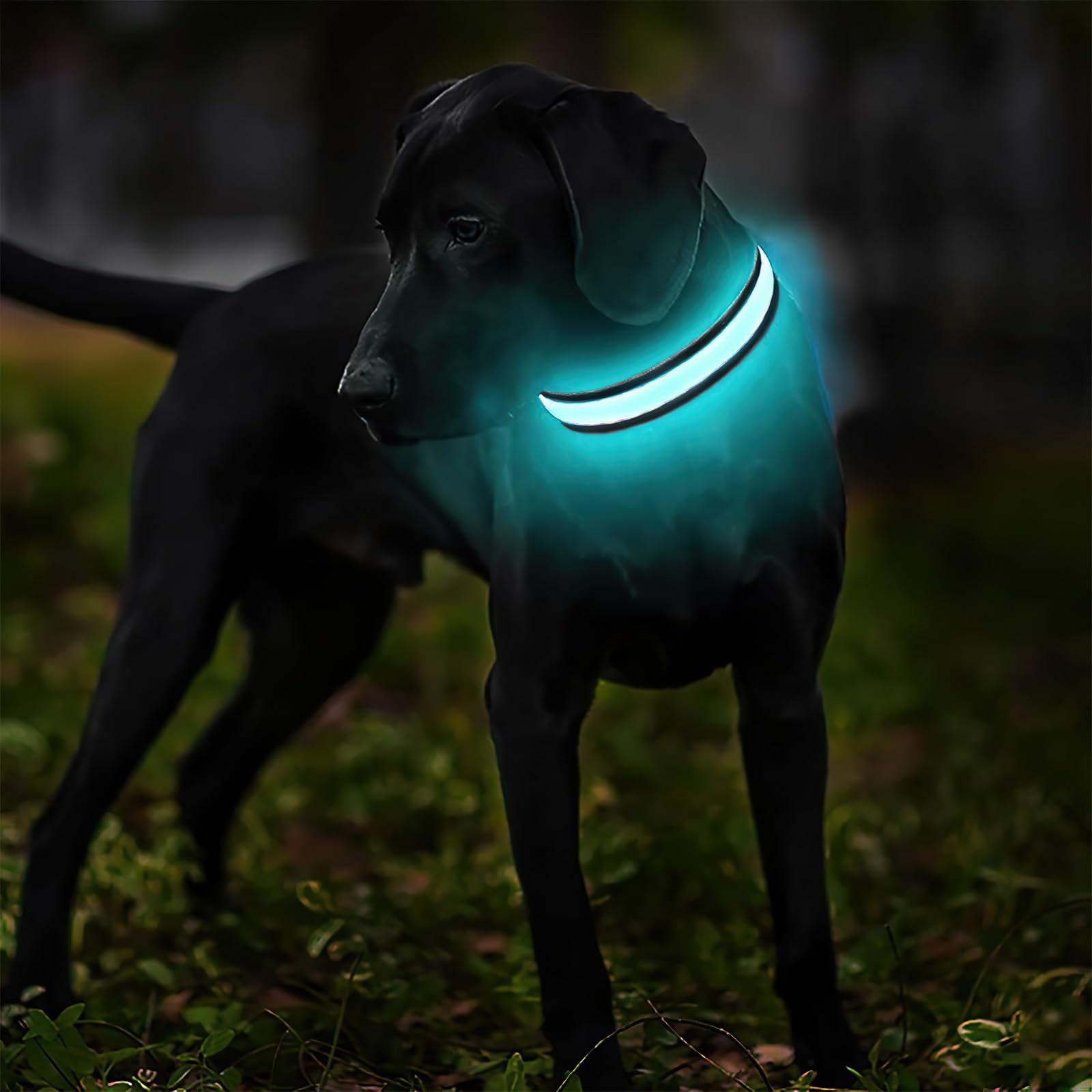 MASBRILL LED collar with high visibility improves night-walk detection and awareness