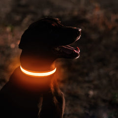 MASBRILL LED collar with side glow enhances nighttime detection during outdoor strolls