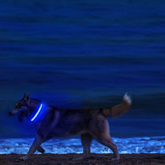 MASBRILL Light Up DogCollar glowing at night enhances pedestrian awareness