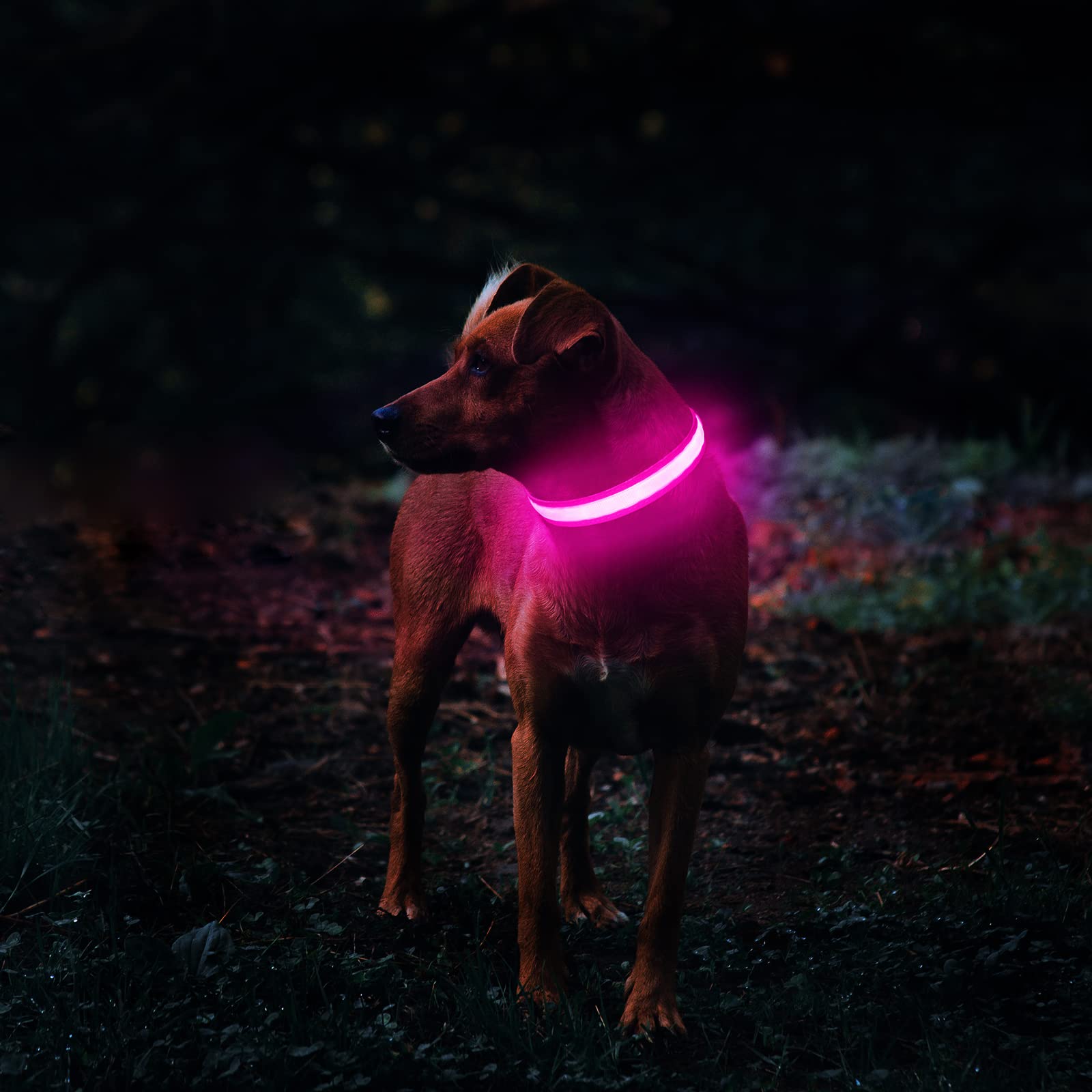 MASBRILL lighted dog collar USB charging port close-up shows easy recharge for long-lasting power