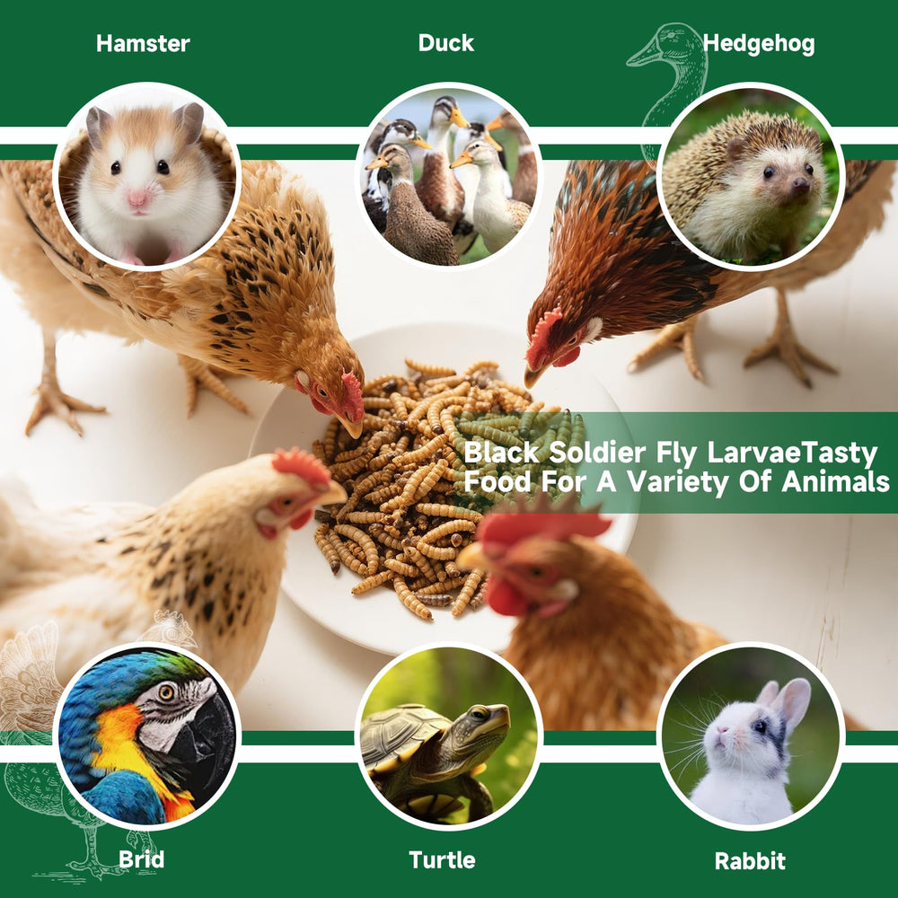 MASUCVE BSFL worms close-up, immunity-supporting chicken snack.