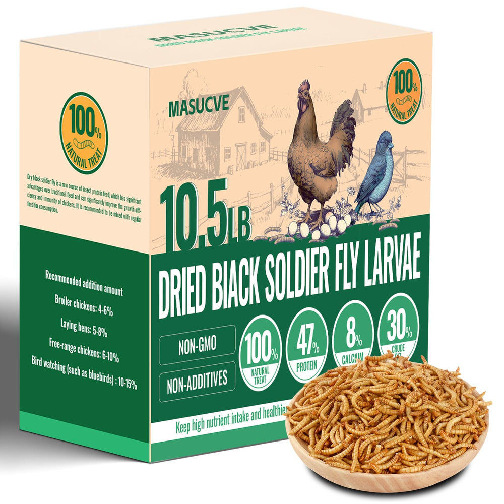 MASUCVE BSFL worms in a chicken feed bowl for protein-rich treats.