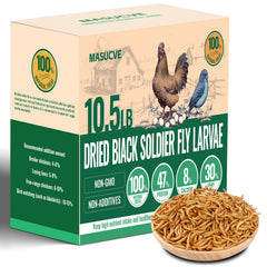 MASUCVE BSFL worms in a chicken feed bowl for protein-rich treats.