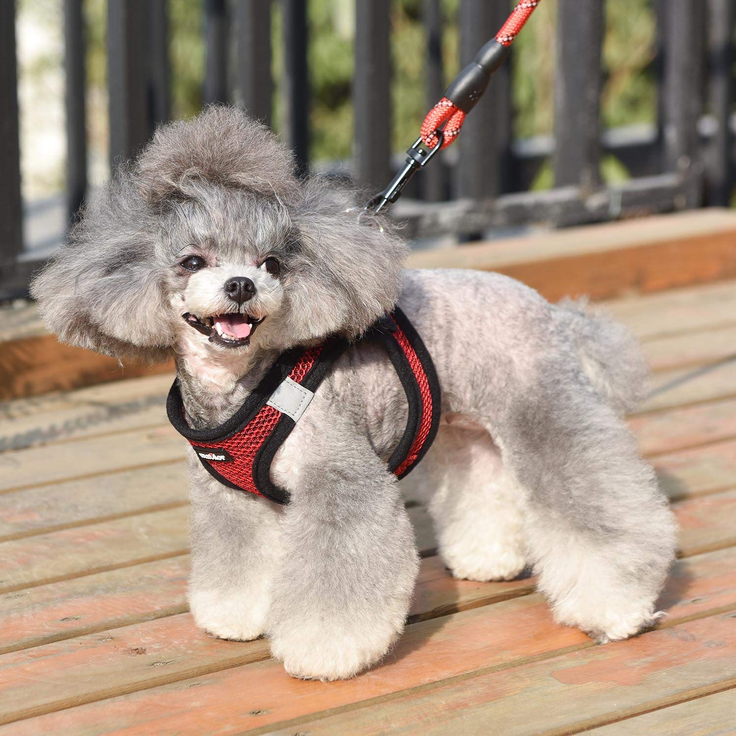 Matilor 1+1 pack shows harness and leash for value
