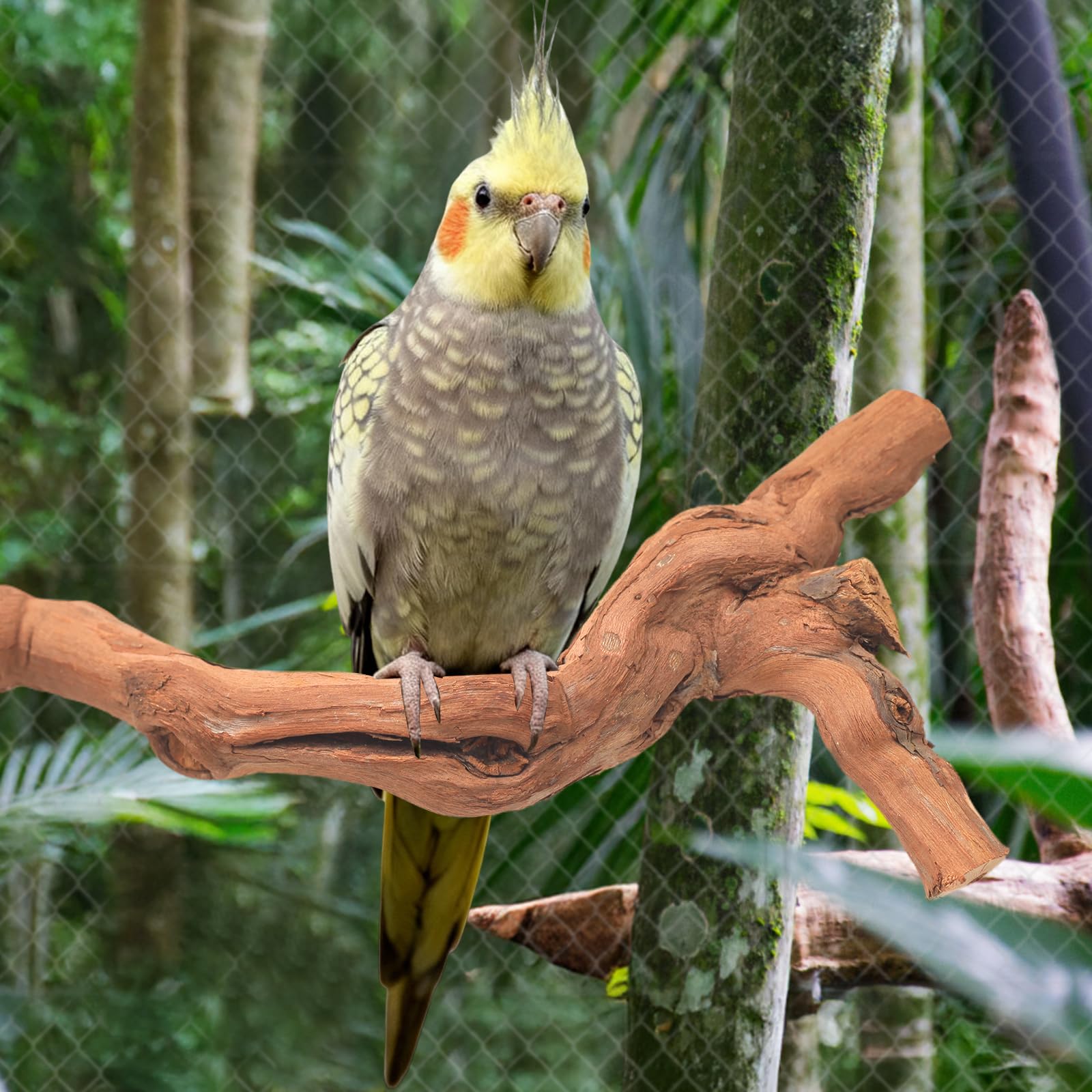 Matutinus bird perch stand set demonstrates multi-size enrichment for diverse flock.